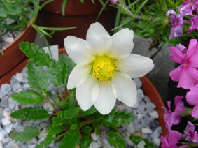 Dryas x suendermanii